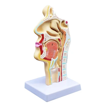 Анатомическая модель носовой полости горла человека, Анатомическая модель для изучения в научном классе, демонстрационная модель обучения